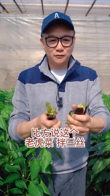 51老虎菜，98年幼师——岁月流转中的教育之花-第1张图片