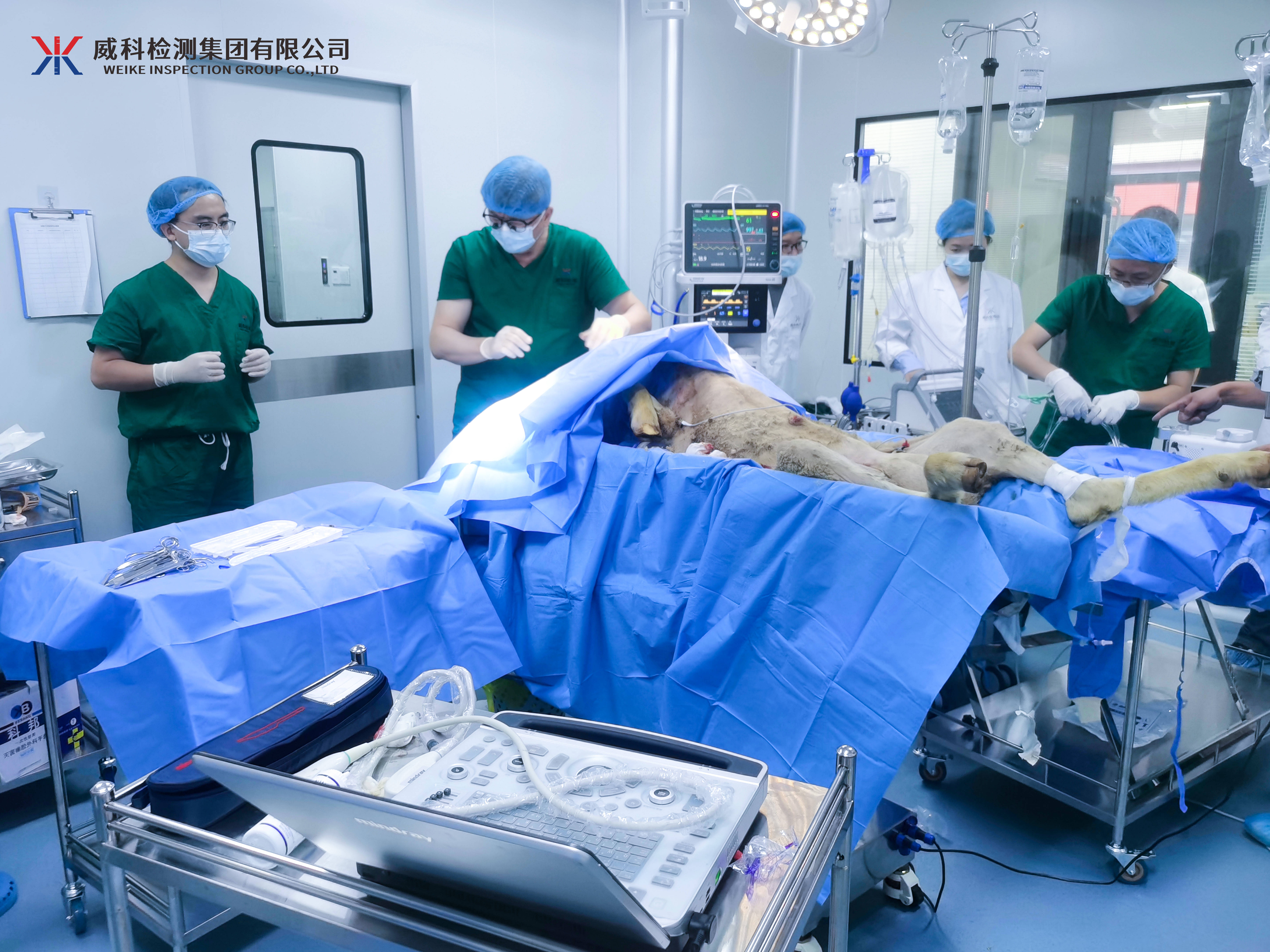 与动物性万乱理论片动物性与人类伦理的界限探讨-第3张图片