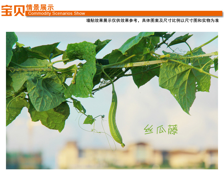 站长统计的青春果实之旅，草莓、丝瓜、榴莲与向日葵的成长记录-第1张图片