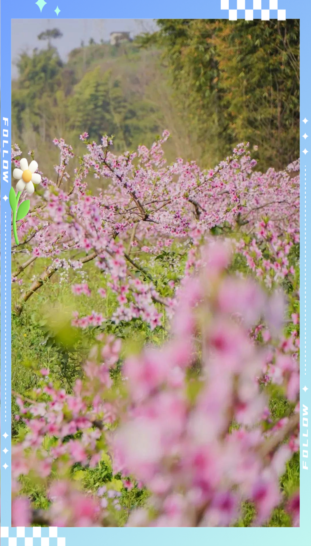 桃花视频大全，免费观看，尽享精彩-第1张图片