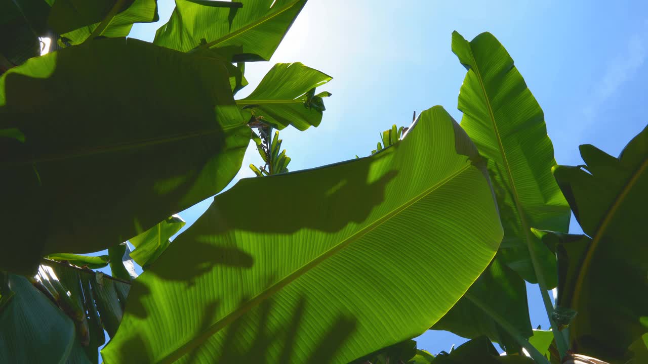 芭蕉视频素材芭蕉视频，探索现代科技与文化娱乐的融合-第1张图片