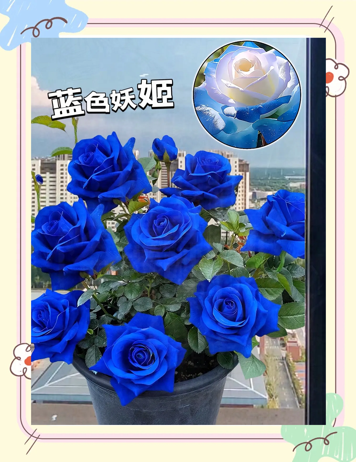 红色妖姬极品调教红色妖姬，神秘而独特的花卉传奇-第1张图片