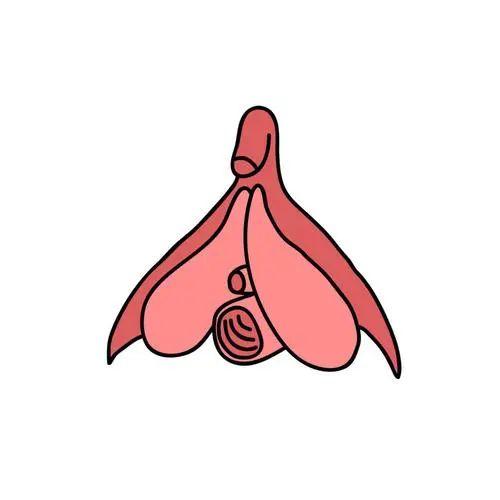 女阴沟图，神秘而迷人的女性生理结构-第1张图片