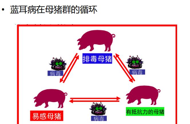女人z00和猪人与猪的奇妙交织，zooskoolknotty的探索之旅