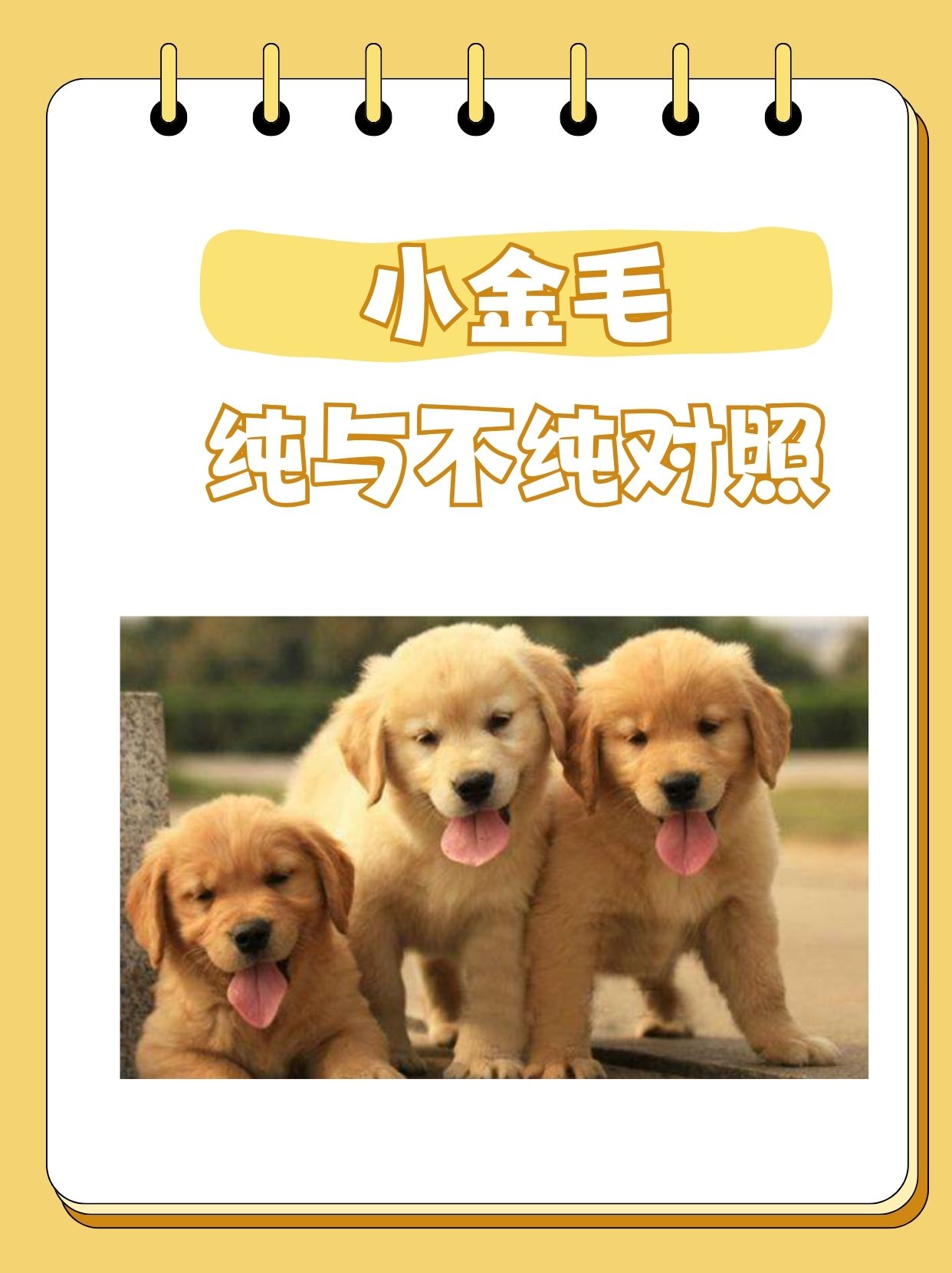 和金毛睡觉有什么影响金发与产关系，一种美丽的和谐共生-第2张图片