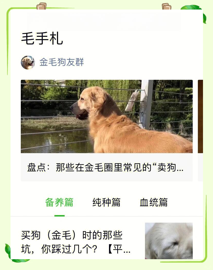 和金毛睡觉有什么影响金发与产关系，一种美丽的和谐共生