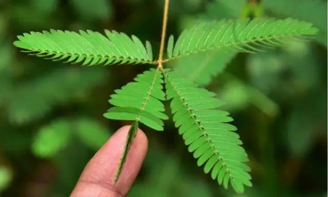 含羞草传媒，每日免费三次的独特体验-第2张图片