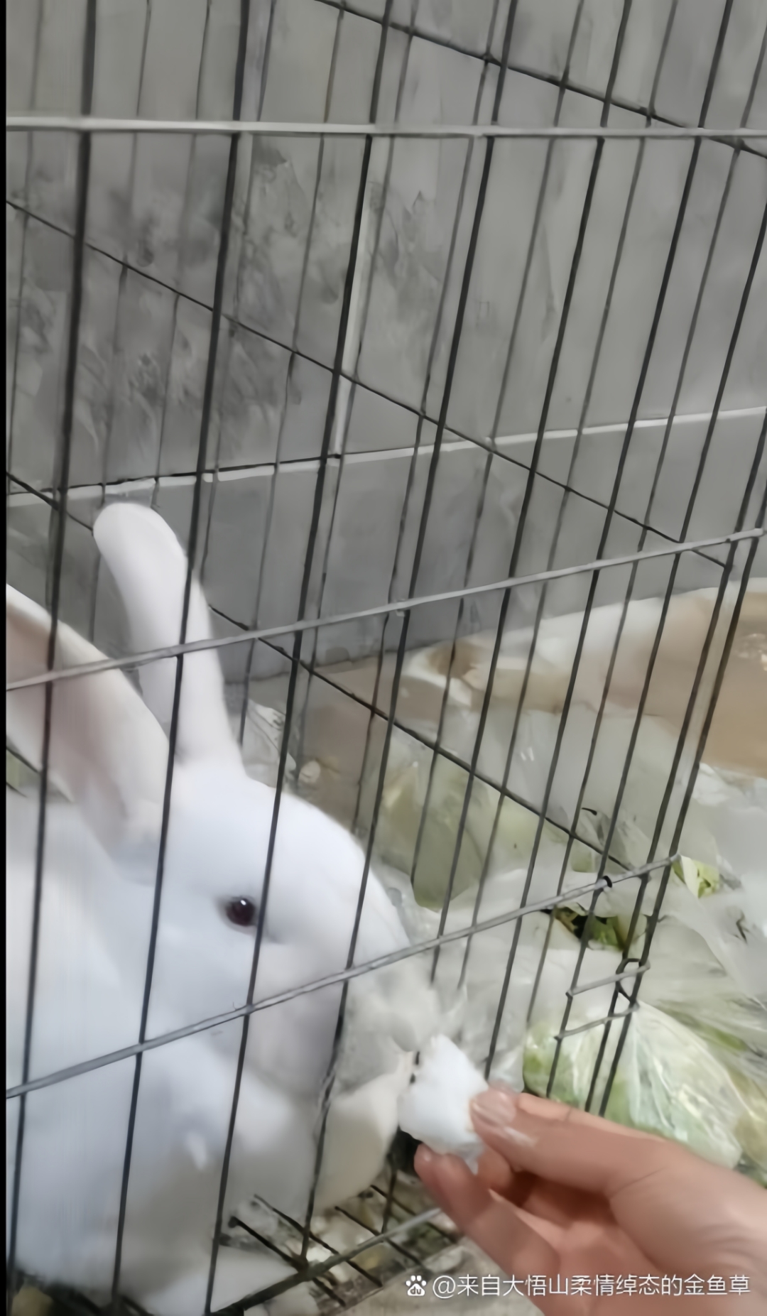 什么姿势可以吃到自己小兔子呢视频探索趣味姿势，如何轻松吃到自己的小兔子？