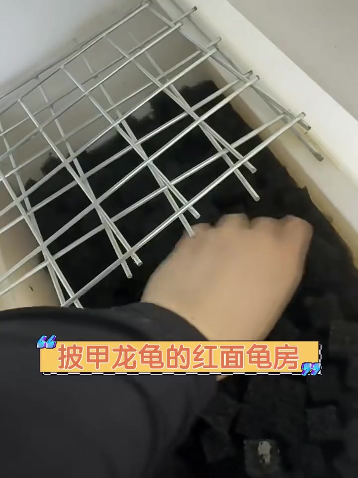 披甲龙龟图片皮甲龙龟，神秘生物的探索之旅-第2张图片