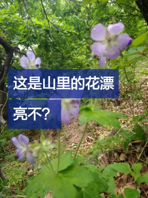 野花直播免费观看日本更新-第3张图片