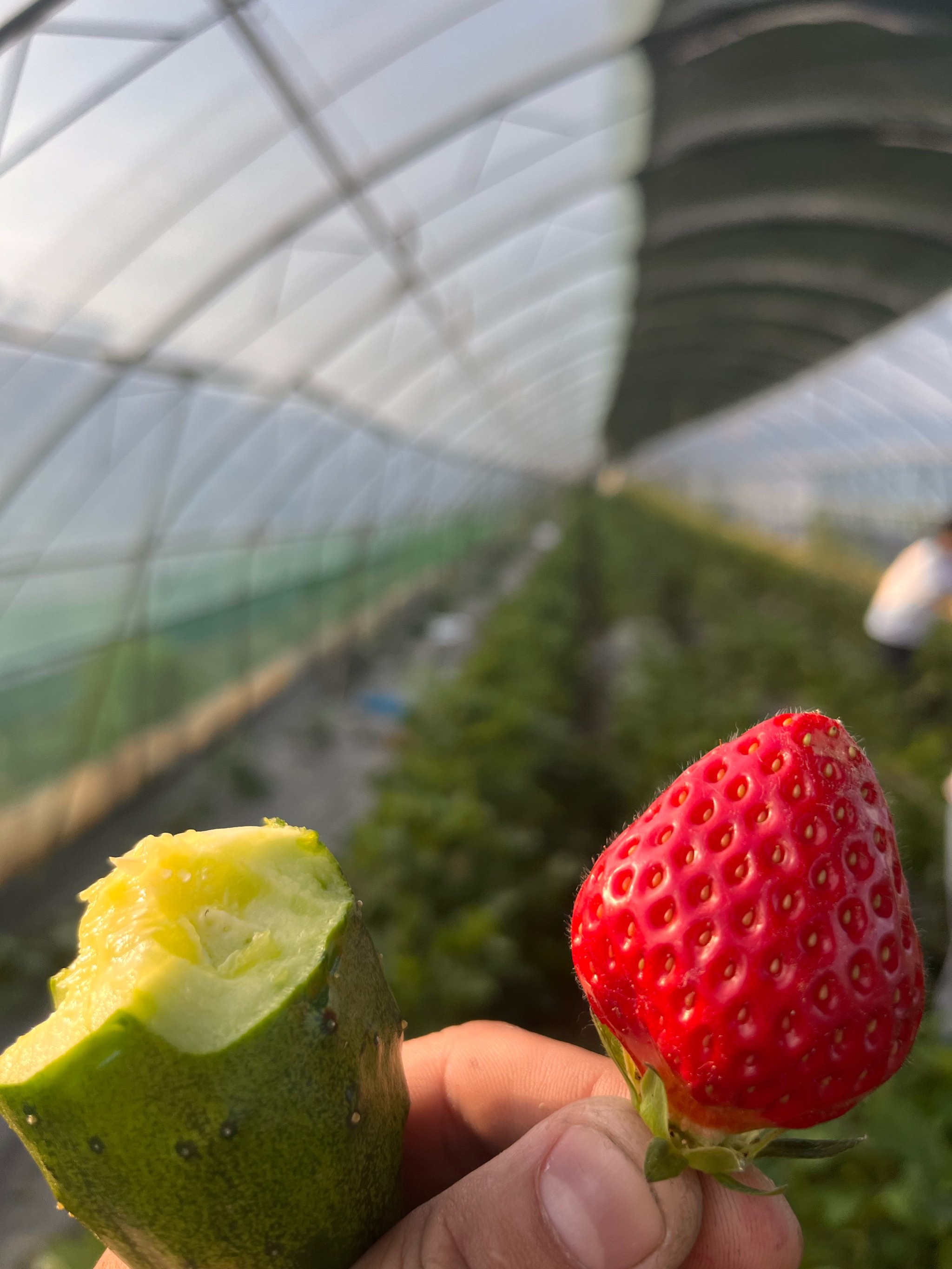 黄瓜草莓小视频草莓黄瓜蜜桃视频app下载，探索新奇视频世界的指南