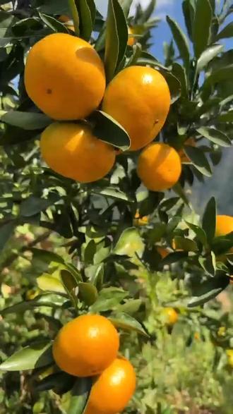 蜜橘直播app好不好蜜橘直播APP，引领直播新潮流