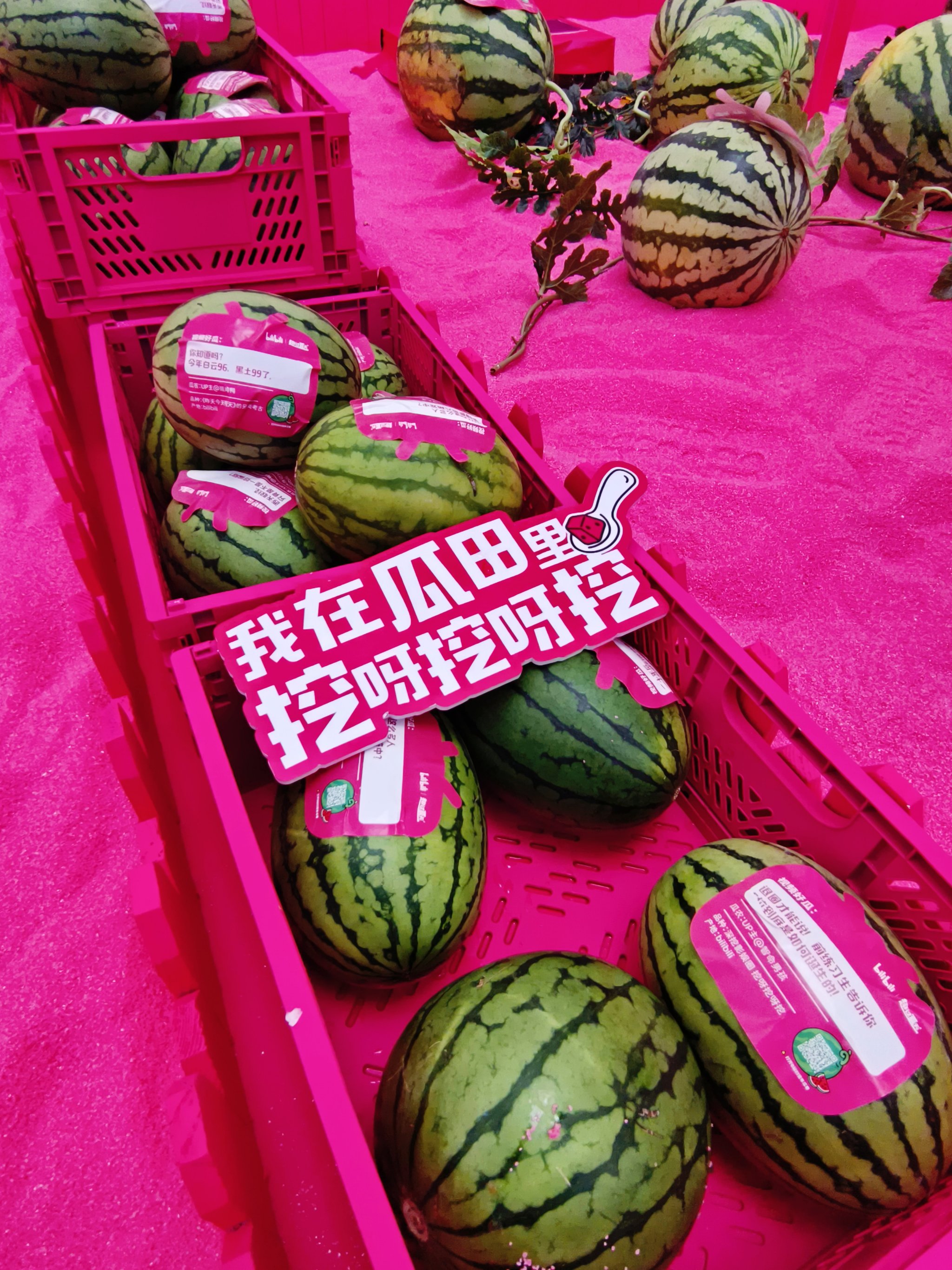 51cg吃瓜热心朝阳群众今日吃瓜51CG吃瓜网，朝阳群众的热心分享与交流平台-第2张图片