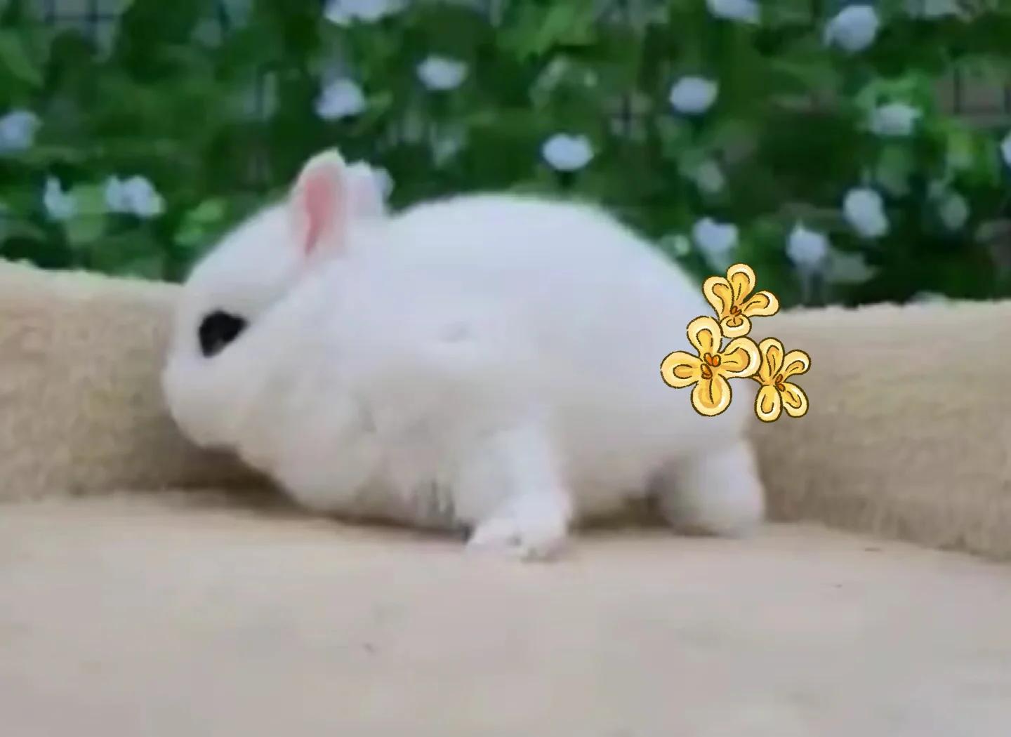 大手轻抚小兔子的温暖瞬间
