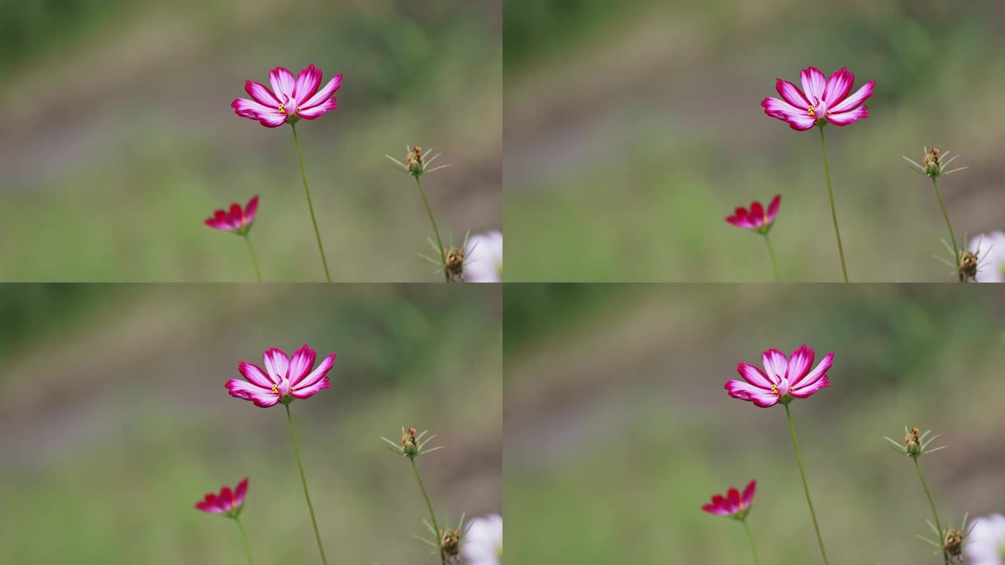 野花视频在线观看免费3完整版野花视频在线观看免费3完整版——探索自然之美与网络资源的奇妙结合