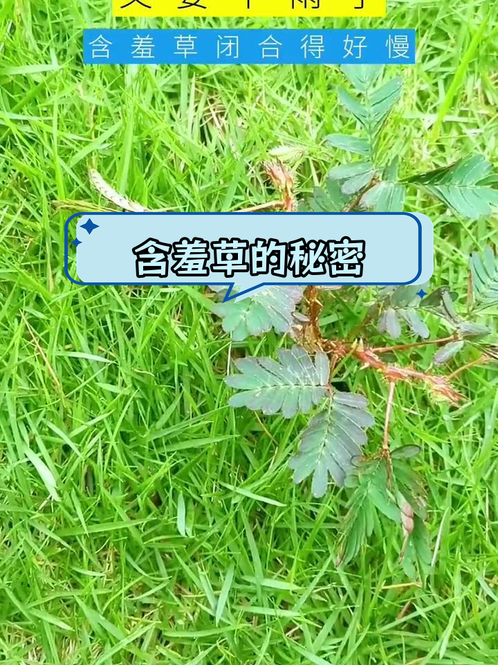 忘忧草w.w.忘忧草的秘密，768.MON与二区的神秘联系-第2张图片