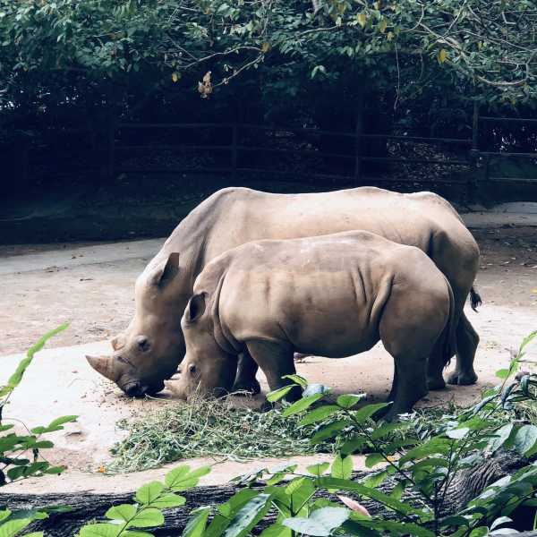 欧美人与Zoo，一段跨越文化的探索之旅