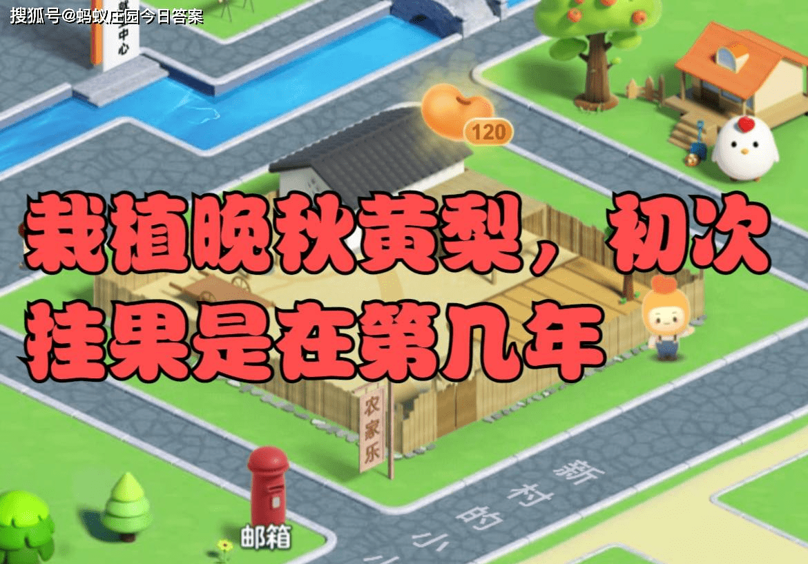 晚秋黄梨的初次挂果年数
