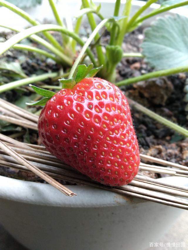 迈开腿尝尝你的小草莓——一种独特的情感表达-第1张图片