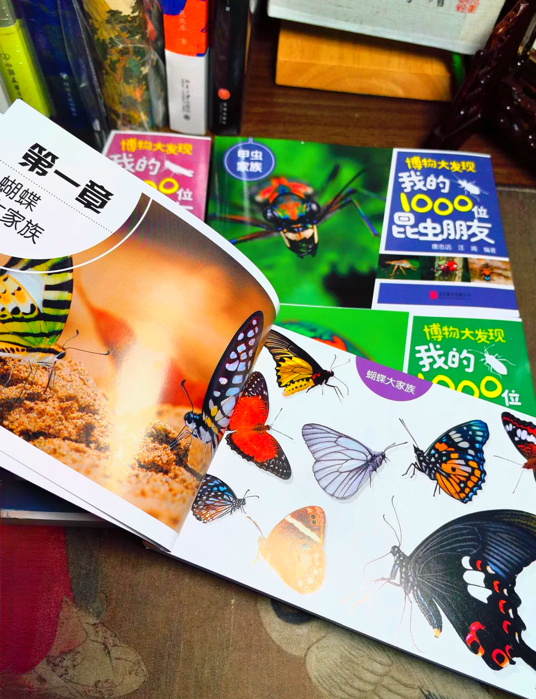 蝴蝶与B的奇妙之旅