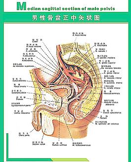 男性人体网探索男性人体网络，构造、功能与健康的重要性