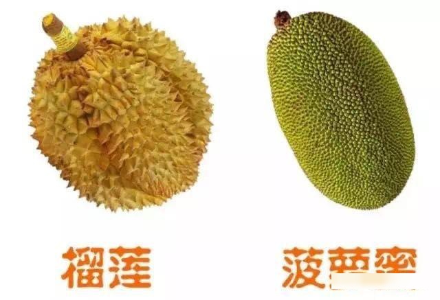 菠萝蜜夜间视频菠萝蜜与夜间视频的探索之旅-第1张图片