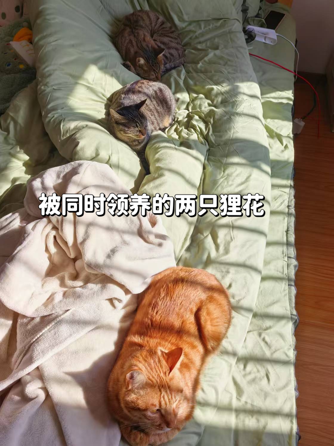 老版猫咪3.0.1老版猫咪3.0.1，回忆中的经典-第1张图片