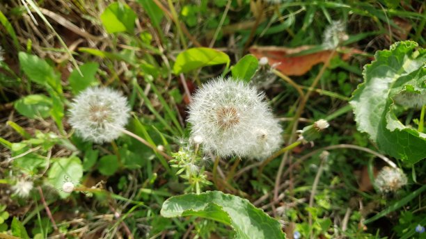 野花韩国视频在线观看野花韩国视频在线观看的探索与体验-第2张图片