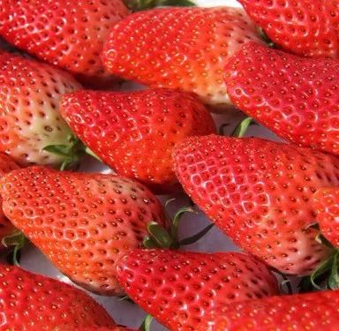 草莓app下载安装色板草莓APP下载安装与色板资源探索-第2张图片
