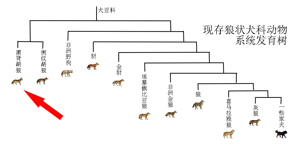 靠JY才能活下去系统的视频，生存的智慧与实用指南-第3张图片
