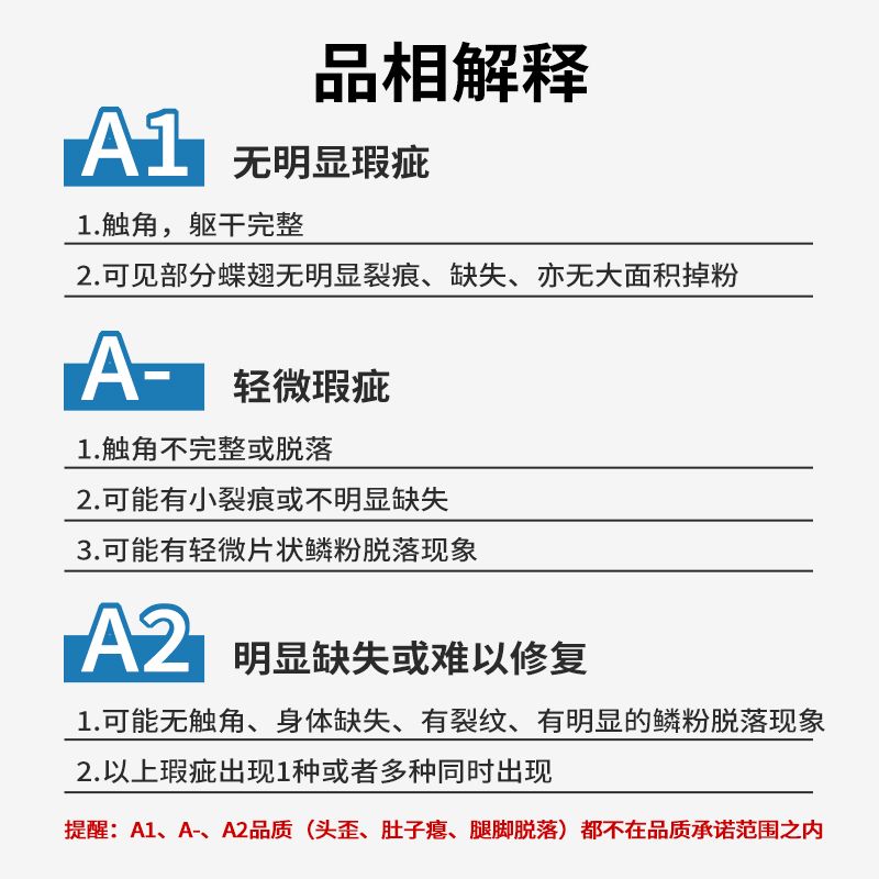 木兰青凤蝶的寓意和象征木兰青凤蝶的神秘之美-第3张图片