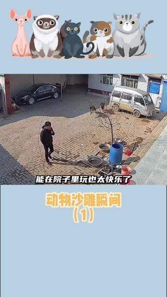 两个大兔子抖来抖去的欢乐瞬间——视频记录下的温馨画面