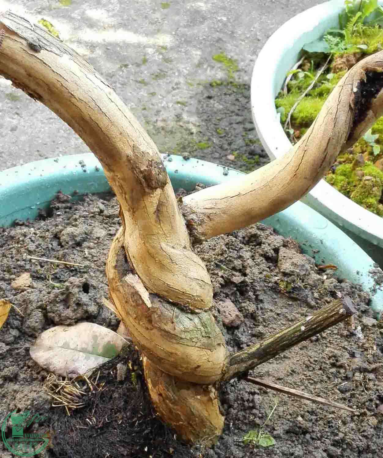 双蛇难入金银花双蛇难入金银花之谜-第2张图片
