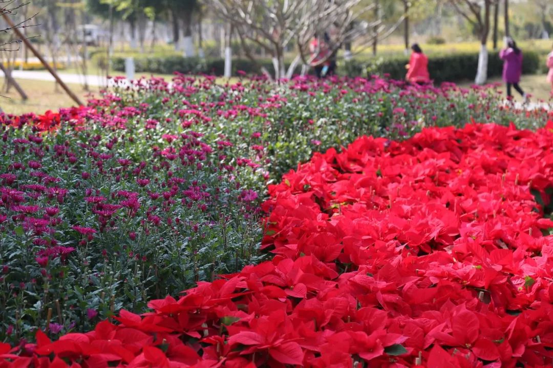 春暖花开下的网络交流平台——春暖花开性吧论坛-第1张图片