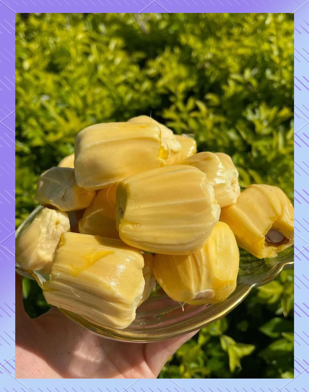 菠萝菠萝蜜在线视频观看下菠萝菠萝蜜视频在线观看完整版3，探索与体验-第3张图片