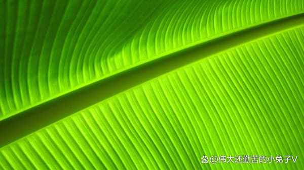 非绿色聊天软件，理解其影响与应对策略-第2张图片