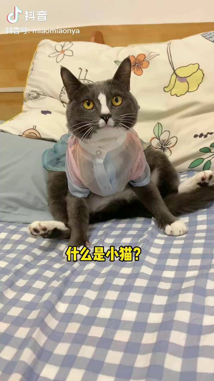 猫咪完美破解版永久猫咪完美破解版永久，探索与体验的乐趣-第1张图片