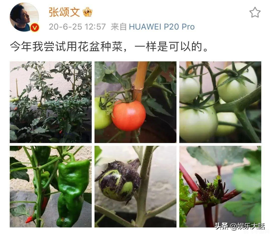 草莓丝瓜秋葵的奇妙世界-第1张图片